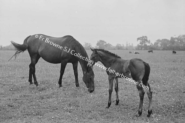 HEADFORD HOUSE  MISS ELIZABETH CLARKE WITH THOROUGHBRED MARES AND FOALS